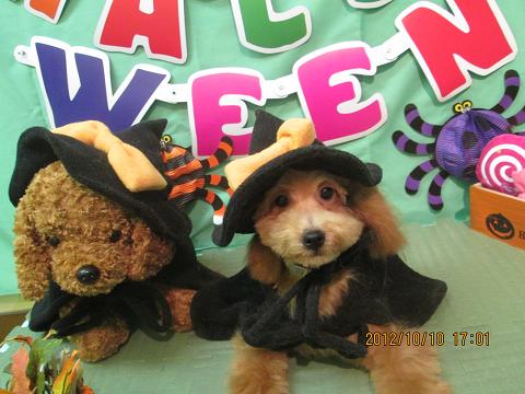 ファイル 5101-2.jpg