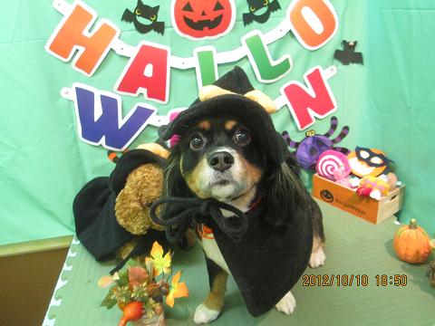 ファイル 5102-1.jpg