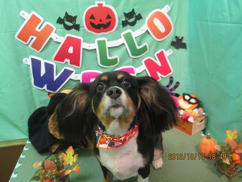 ファイル 5102-2.jpg