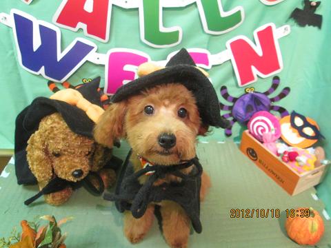 ファイル 5105-1.jpg