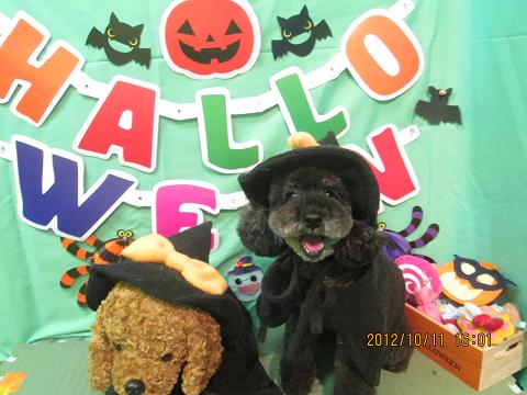 ファイル 5108-1.jpg