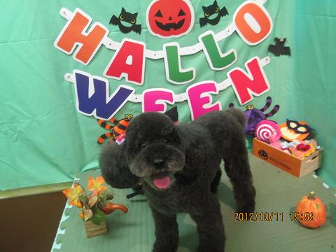 ファイル 5108-2.jpg