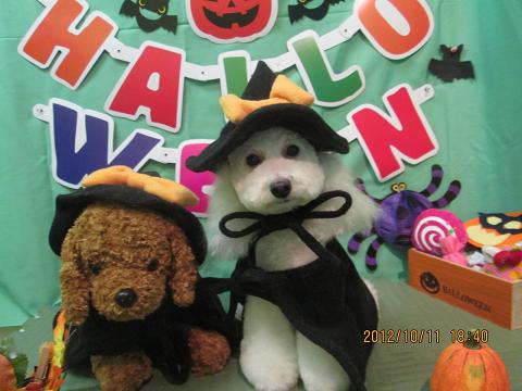 ファイル 5109-1.jpg