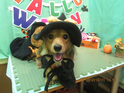 ファイル 5110-1.jpg