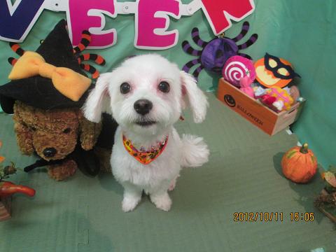 ファイル 5111-2.jpg