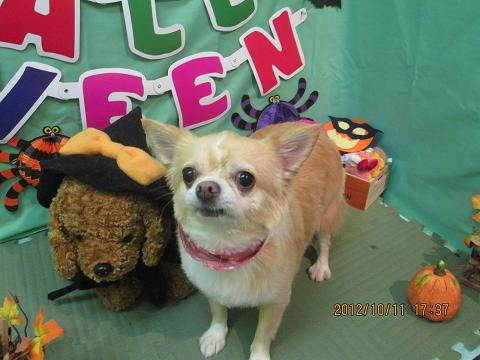 ファイル 5113-2.jpg