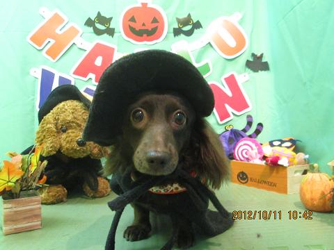 ファイル 5114-1.jpg