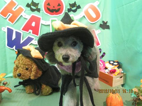 ファイル 5116-1.jpg