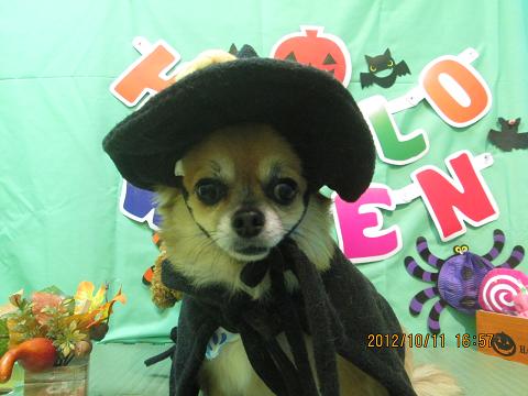 ファイル 5117-1.jpg