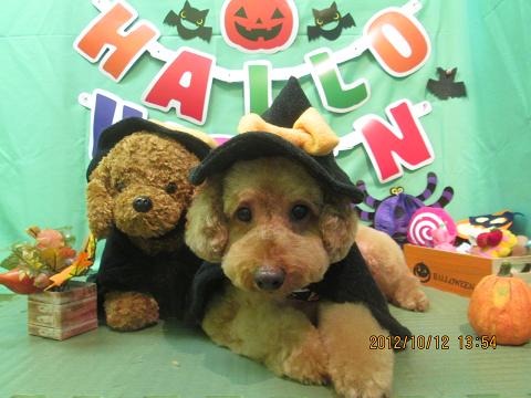 ファイル 5120-1.jpg