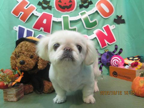 ファイル 5121-2.jpg