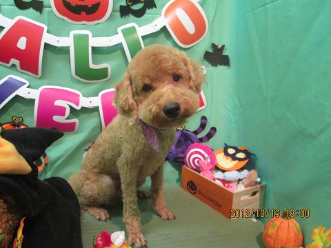 ファイル 5129-2.jpg