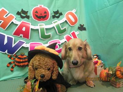 ファイル 5131-1.jpg