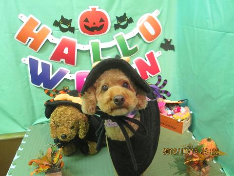 ファイル 5134-1.jpg