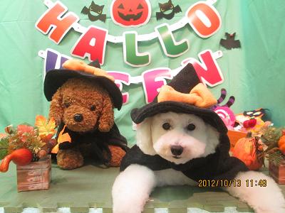 ファイル 5135-1.jpg