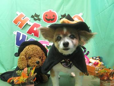 ファイル 5136-1.jpg