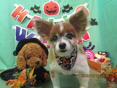 ファイル 5136-2.jpg