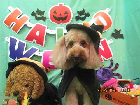 ファイル 5139-1.jpg