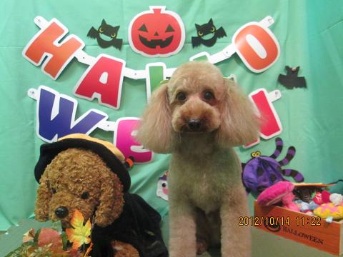 ファイル 5139-2.jpg