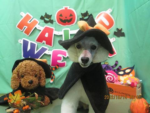 ファイル 5140-1.jpg