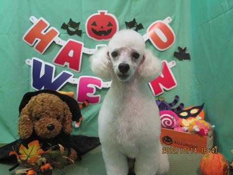 ファイル 5140-2.jpg