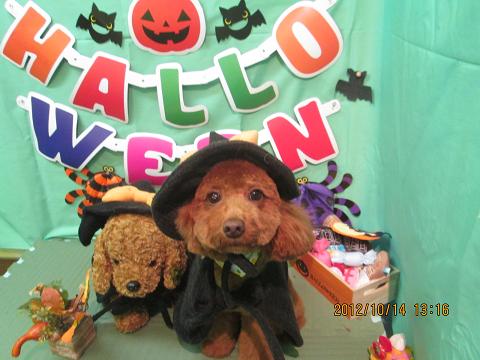 ファイル 5145-1.jpg