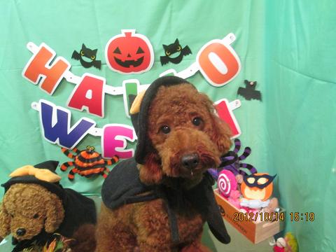 ファイル 5146-1.jpg