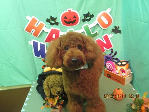 ファイル 5146-2.jpg