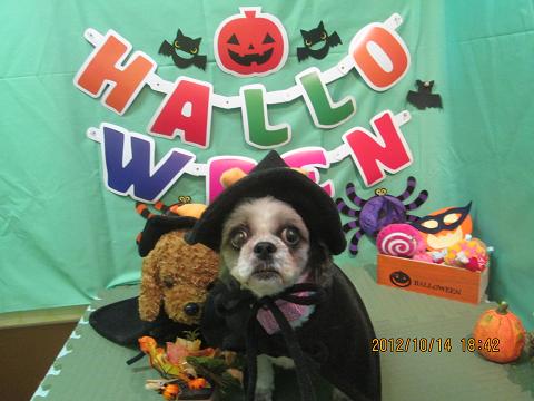 ファイル 5149-1.jpg