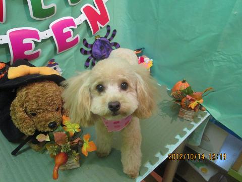 ファイル 5150-2.jpg