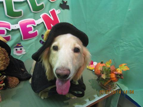 ファイル 5151-1.jpg