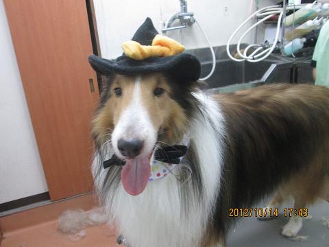 ファイル 5152-1.jpg