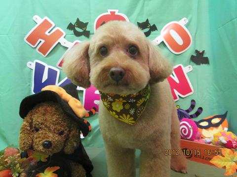 ファイル 5154-2.jpg