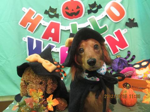 ファイル 5155-1.jpg