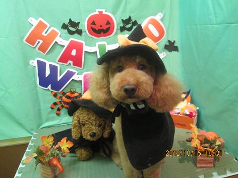 ファイル 5158-1.jpg