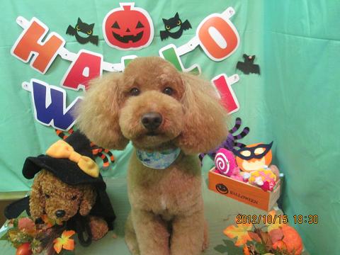 ファイル 5158-2.jpg