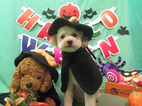 ファイル 5159-1.jpg