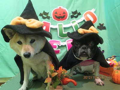 ファイル 5161-1.jpg