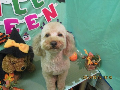 ファイル 5175-1.jpg