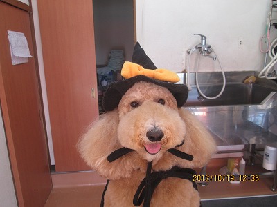 ファイル 5178-1.jpg