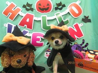 ファイル 5187-1.jpg