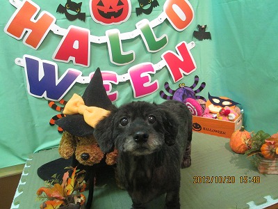 ファイル 5193-1.jpg