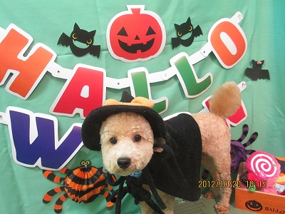 ファイル 5194-1.jpg