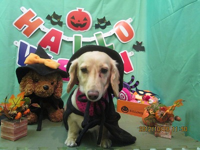 ファイル 5195-1.jpg