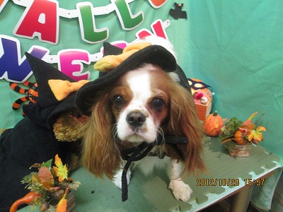 ファイル 5197-1.jpg