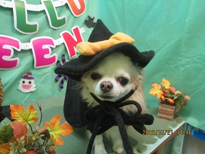 ファイル 5208-1.jpg