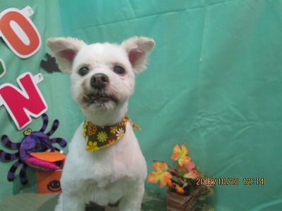 ファイル 5210-1.jpg