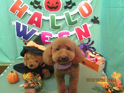 ファイル 5212-1.jpg