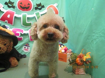 ファイル 5219-1.jpg