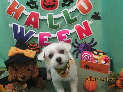 ファイル 5223-1.jpg